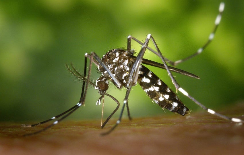 El dengue es una enfermedad grave y potencialmente mortal transmitida a través de la picadura del mosquito de la especie Aedes Aegypti. Foto: Ilustrativa