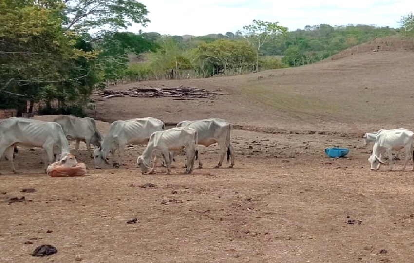 El presidente de Anagan hizo un llamado a las autoridades locales y a las fuerzas de seguridad para intensificar los esfuerzos en la lucha contra el hurto pecuario. Foto. Thays Domínguez