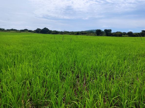 Parcelas de arroz bajo en carbono. Foto: Cortesía