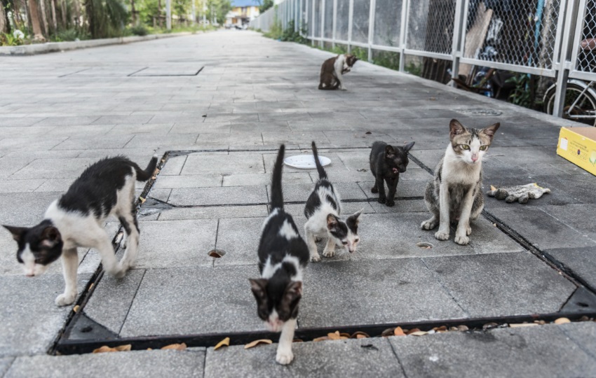 Hay muchos animales en condición de calle. Foto: Ilustrativa / Freepik