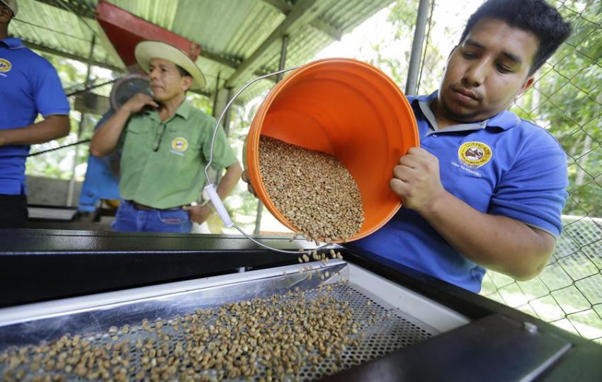  Un agricultor procesa granos de café este martes, en Las Gaitas (Panamá). Foto: EFE