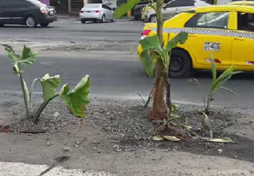 Sembraron matas de guineo y otoe en huecos de la carretera Panamá-Colón, como una forma de protestar contra el MOP. 