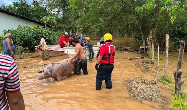 Las inundaciones pueden afectar la producción porcina de la provincia de Los Santos, como ya ha ocurrido.