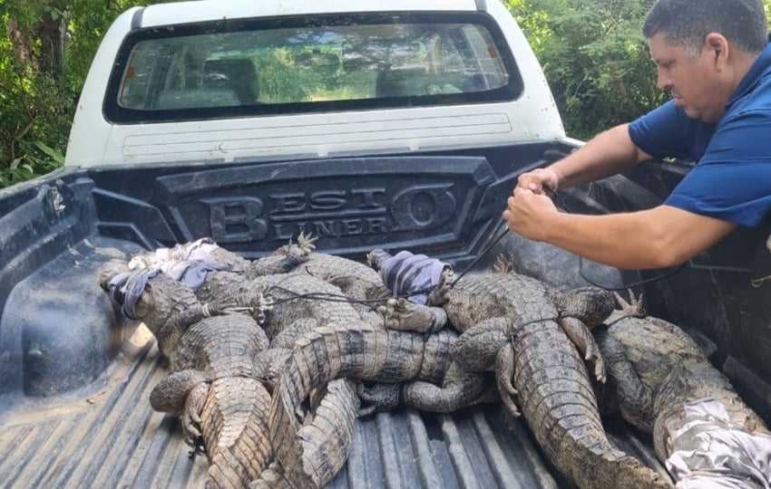 Los babillos son devueltos a su hábitat. Foto: Cortesía 