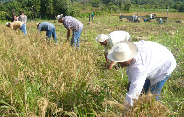 Importación preocupa a productores de arroz. Foto: Archivo