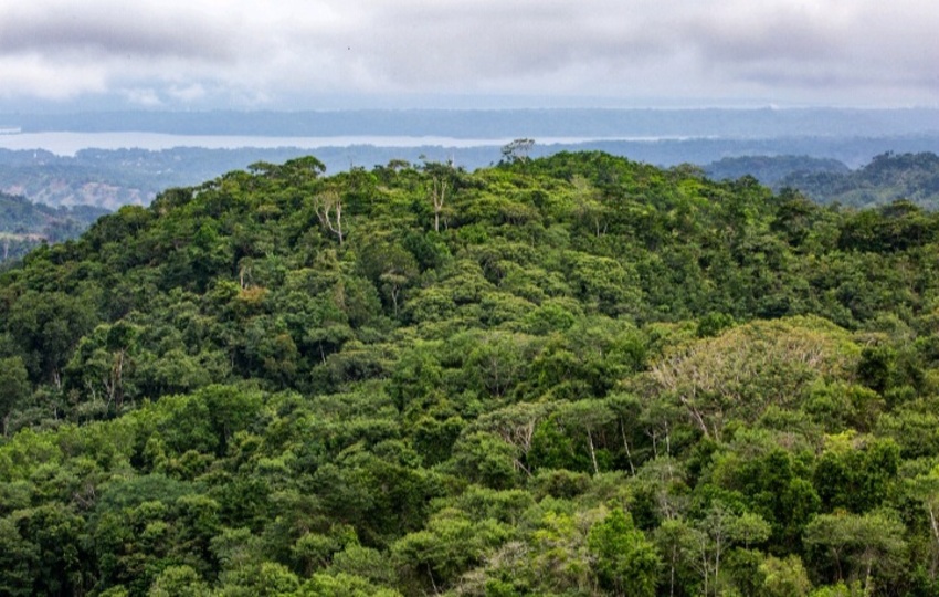 Los bosques tropicales en regeneración emiten mucho menos dióxido de carbono en el suelo que los pastizales. Foto: Cortesía 