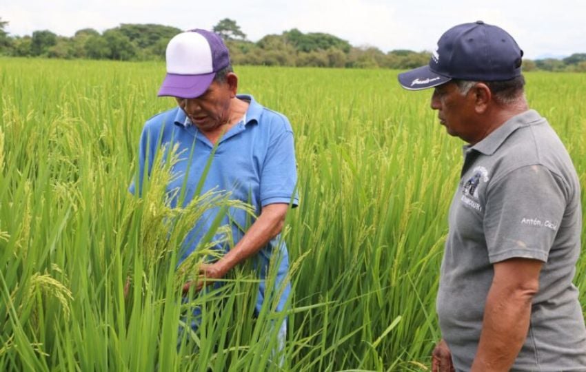 Producción de arroz. Foto: Cortesía Mida