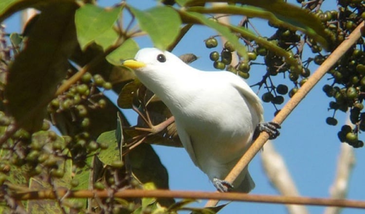 La Cotinga piquiamarilla se caracteriza por su cautivador plumaje blanco y pico amarillo. Cortesía/EUCLIDES CAMPOS