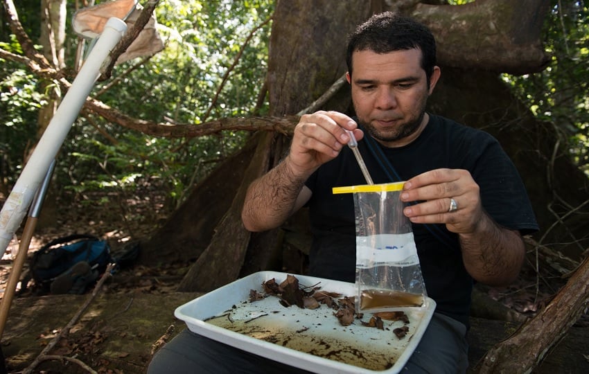 El doctor José R. Loaiza durante el trabajo de campo. Foto: Cortesía