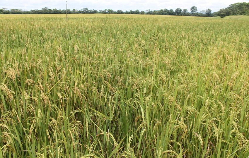 Los fondos destinados a impulsar la producción agrícola se deben utilizar de manera eficiente. Foto: Cortesía