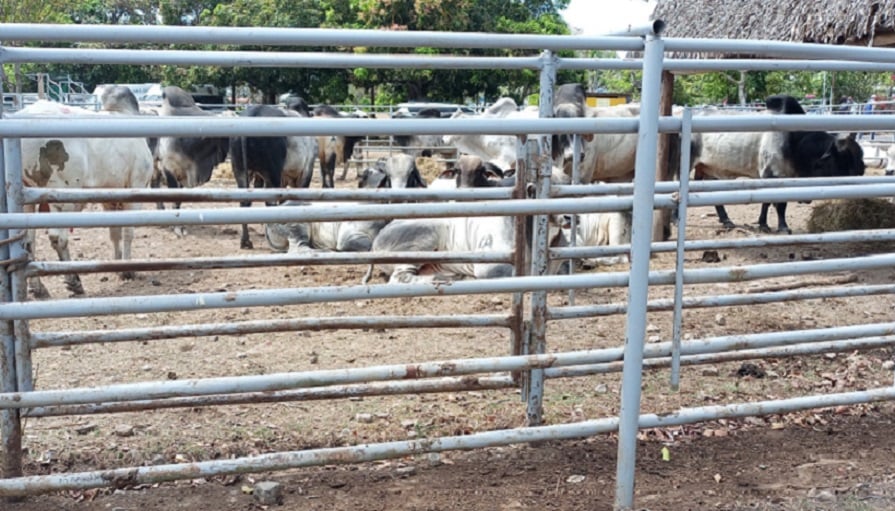 Unas 270 reses han sido hurtadas este año en distintas fincas del distrito de La Chorrera. Foto: Erick A. Montenegro