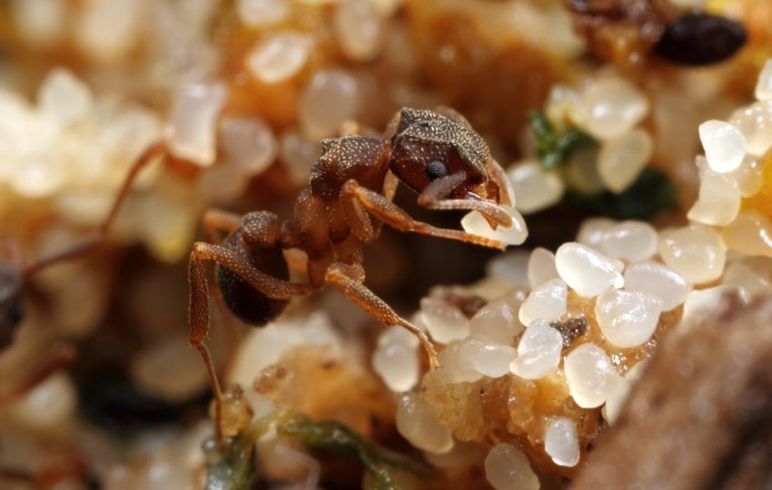 Una obrera recolectora de levaduras en su jardín de hongos.  Foto:  Alex Wild