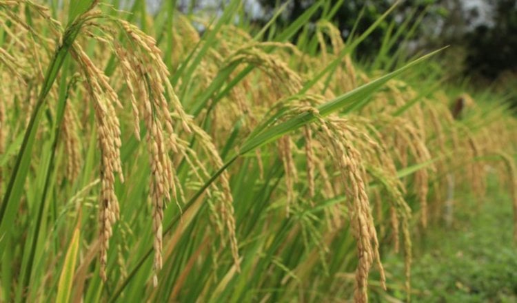 A pesar de que el país no es autosuficiente en el consumo de arroz, se cuenta con abastecimiento. cortesía