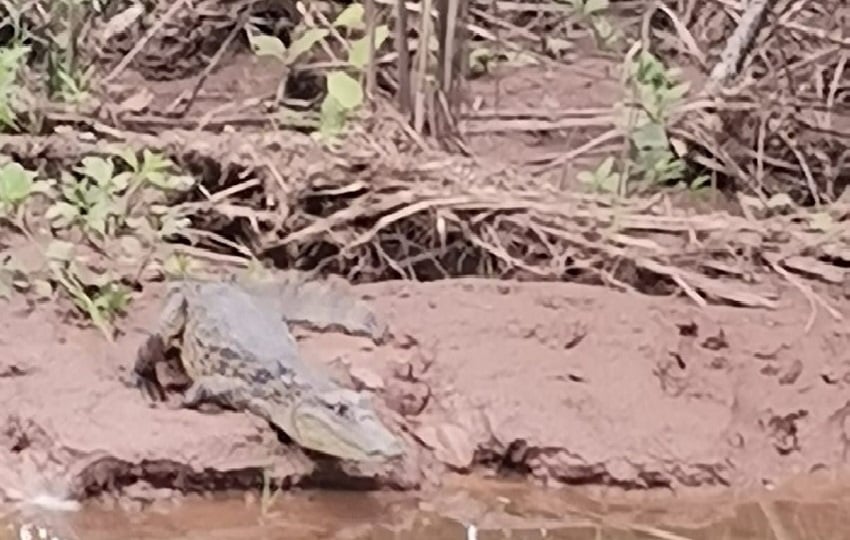  El video era sobre la captura de un cocodrilo aguja (Crocodylus acutus) en el sector de Cativá.