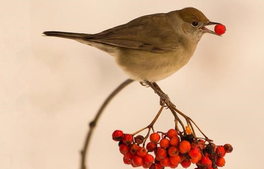 Curruca capirotada comiendo una baya de serbal. Foto: Science