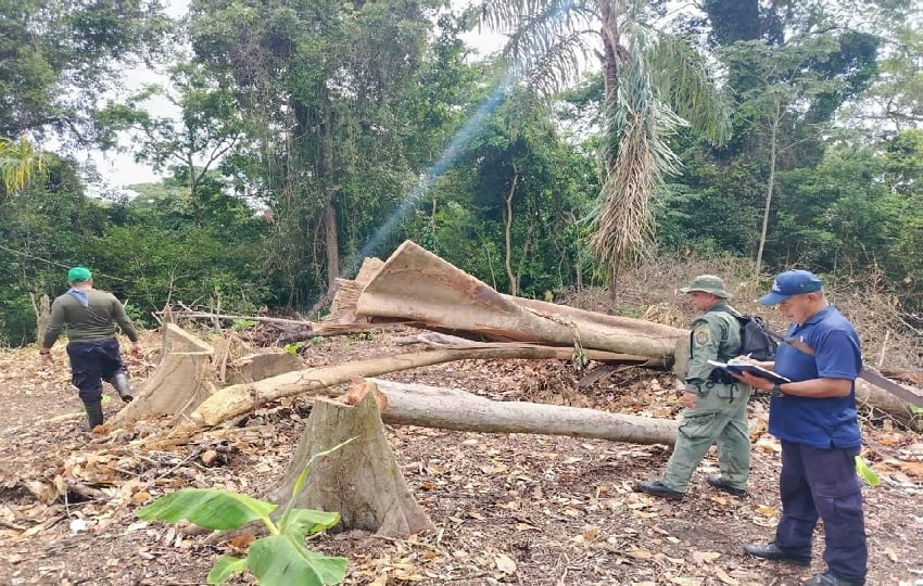 Adicional a este caso de tala de árboles, moradores de las comunidades aledañas han estado realizando actividades de cultivo dentro del área protegida. Foto. Proteger y Servir