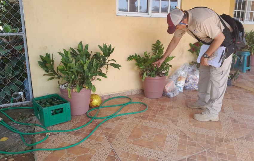 El dengue se transmite a través de la picadura del mosquito de  Aedes Aegypti. Foto: Cortesía