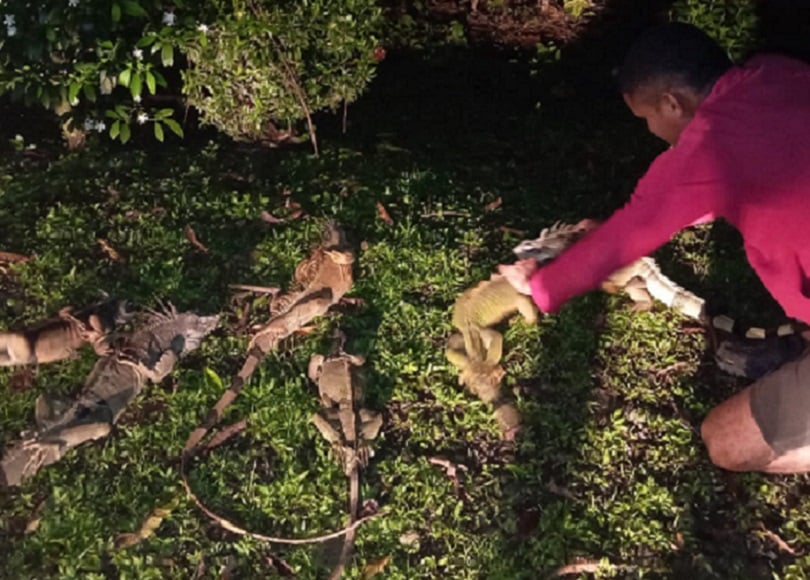 Estos reptiles estaban en manos de  cinco ciudadanos entre ellos cuatro caballeros y una dama. Foto: Diomedes Sánchez 