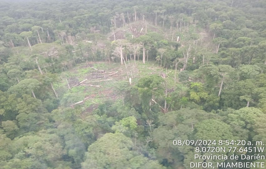 Bosque de la provincia de Darién. Foto: Cortesía