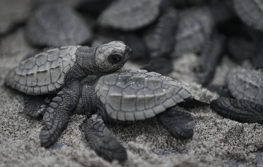 La tortuga Lora es la única que solo visita las costas del Pacífico panameño. Foto: EFE/ Bienvenido Velasco