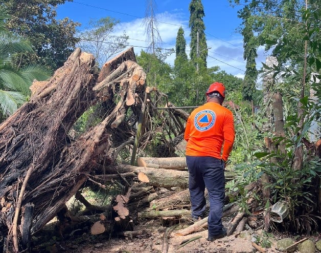 Cerca de una treintena de árboles se cayeron en la capital. Foto: Cortesía Sinaproc