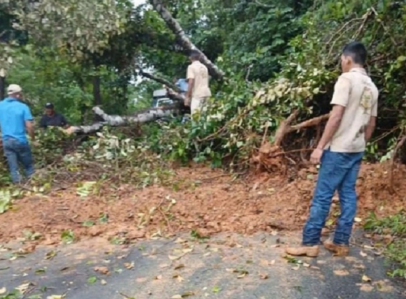 Se reportó la caída de unos diez árboles en la provincia de Chiriquí. Foto: Archivo/Ilustrativa.