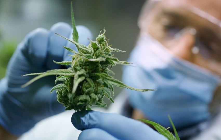 Existen entidades alrededor del mundo que han reconocido el uso del cannabis para más de 100 condiciones, como el National Institute of Health, New England Journal of Medicine, Cannadian Cancer Society entre muchas otras. Foto. Cortesía