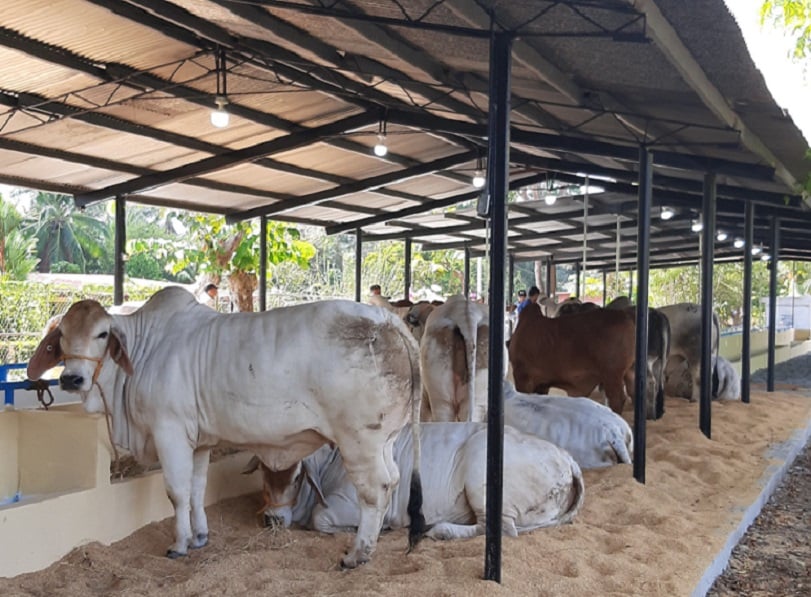 Productores de leche piden acercamiento con autoridades. Foto: Thays Domínguez 