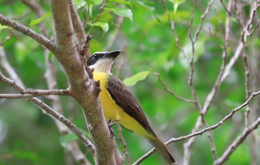 Reafirmarán el compromiso del país con la conservación de la biodiversidad. Foto: Cortesía