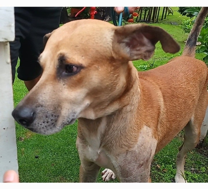 El perro rescatado presentaba  tenía golpes y heridas en diferentes partes de su cuerpo y en la cabeza.Foto: Melquiades Vásquez.