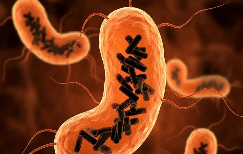 Recreación de bacterias intestinales (células en color naranja) infectadas por Obeliscos (varillas negras). Foto:  EFE/IBMCP 