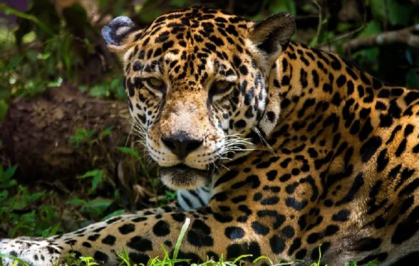 Más de 300 jaguares han muerto en los últimos 40 años por conflictos con el hombre. Foto: Yagaurá