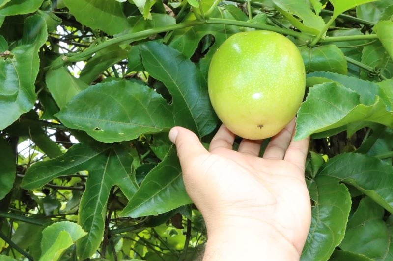 Se estima que en Panamá la maracuyá la cultivan unos 51 productores. Foto: Cortesía