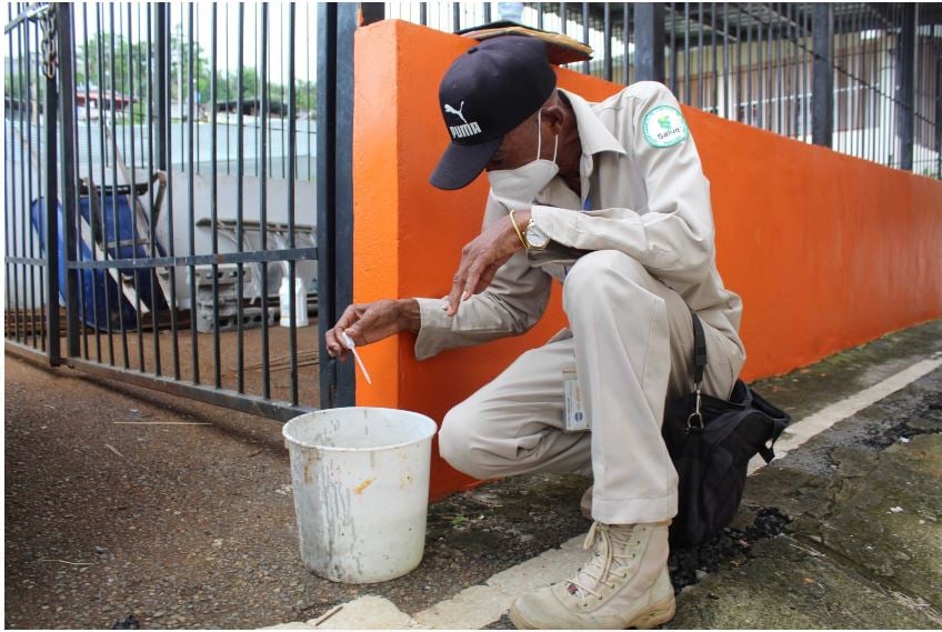 El dengue se transmite a través de la picadura del mosquito Aedes aegypti. Foto: Cortesía