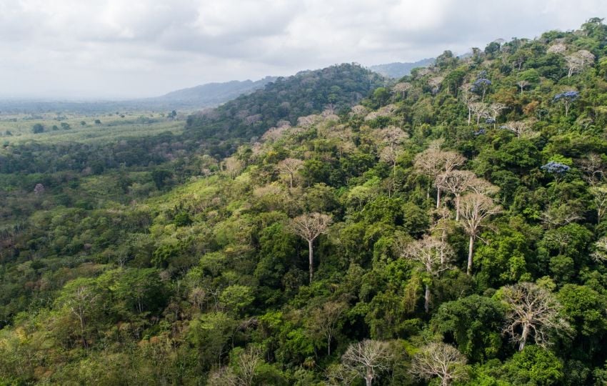  MiAmbiente reconoce la importancia del sector forestal. Foto: Cortesía