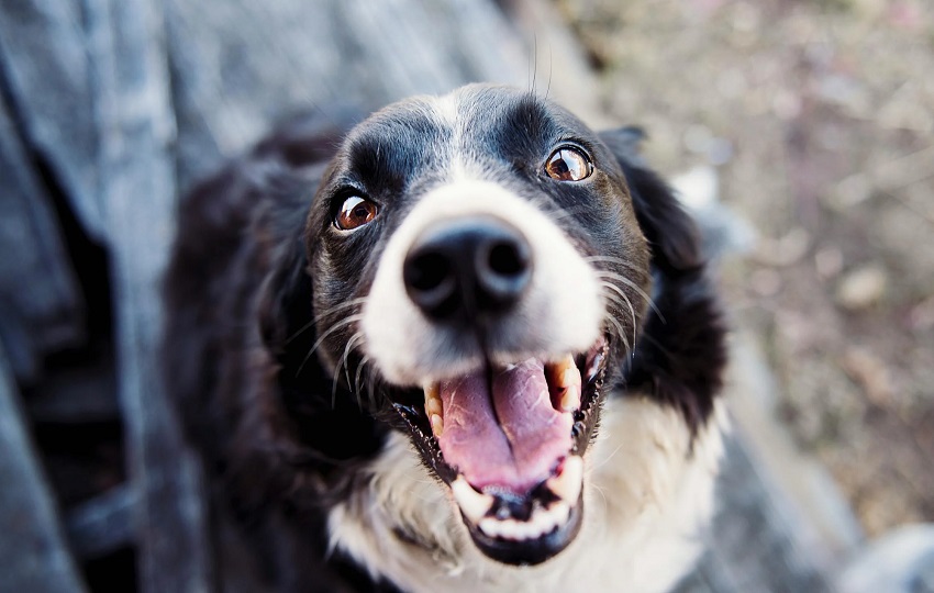 Los perros son las mascotas predilectas de muchos hogares. Foto: Pexels