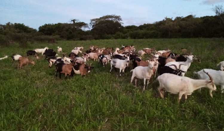 La actividad se concentra en la producción lechera. Cortesía.