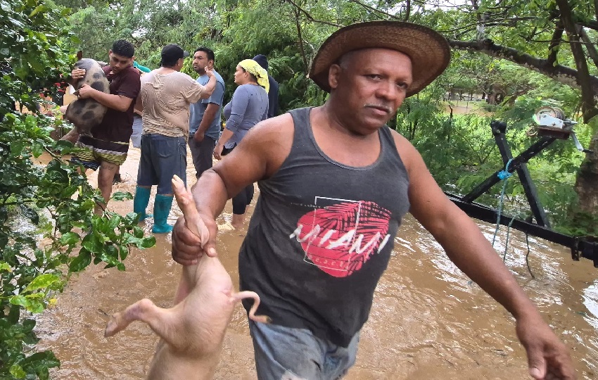 Los productores de cerdos, particularmente golpeados por esta situación, reportaron pérdidas significativas. Foto. Thays Domínguez