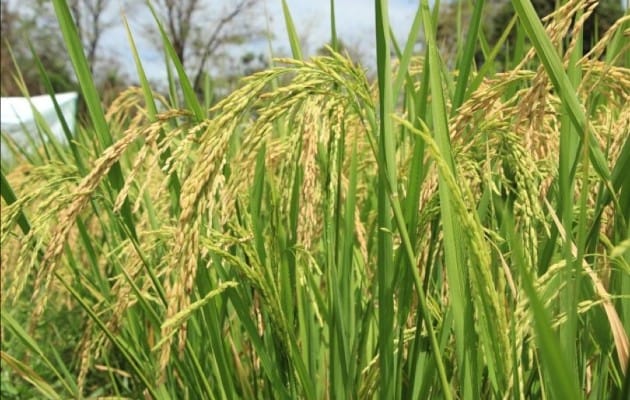 Producción de arroz registra perdidas/ Foto Archivo 