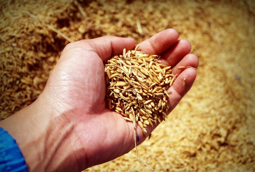 Los productores de arroz también sufrieron pérdidas por las fuertes lluvias. Foto ilustrativa