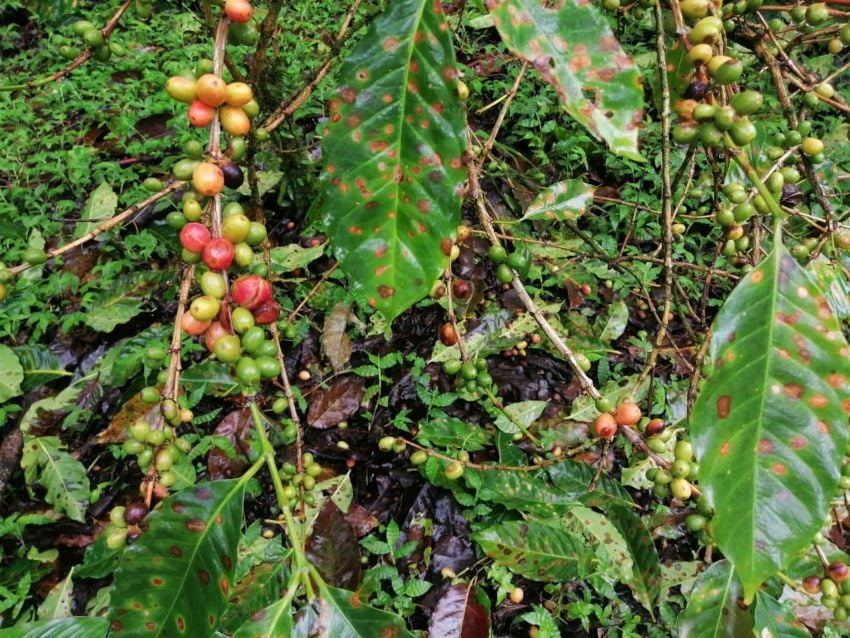 Hongos dañan los cultivos de café. 