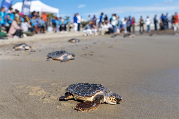 Tortugas marinas.