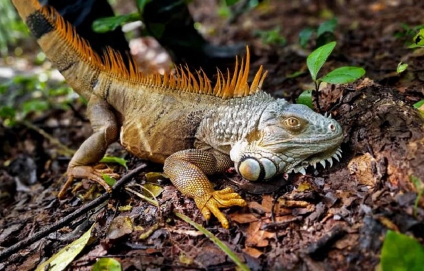 Una iguana verde, en Managua (Nicaragua). Foto: EFE