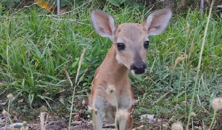 El venado de cola blanca es una especie muy codiciada por cazadores.