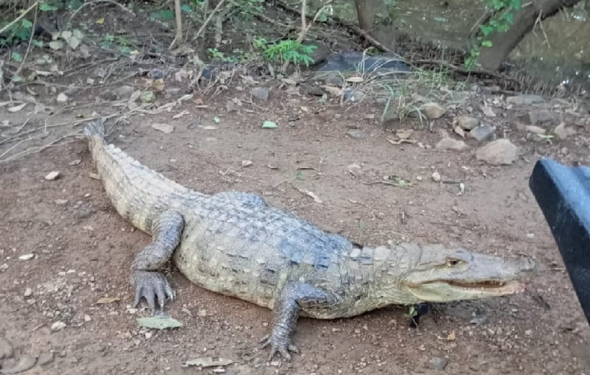 La inesperada presencia de estas especies ha causado conmoción entre los moradores, quienes alertaron a las autoridades. Foto. Thays Domíbguez