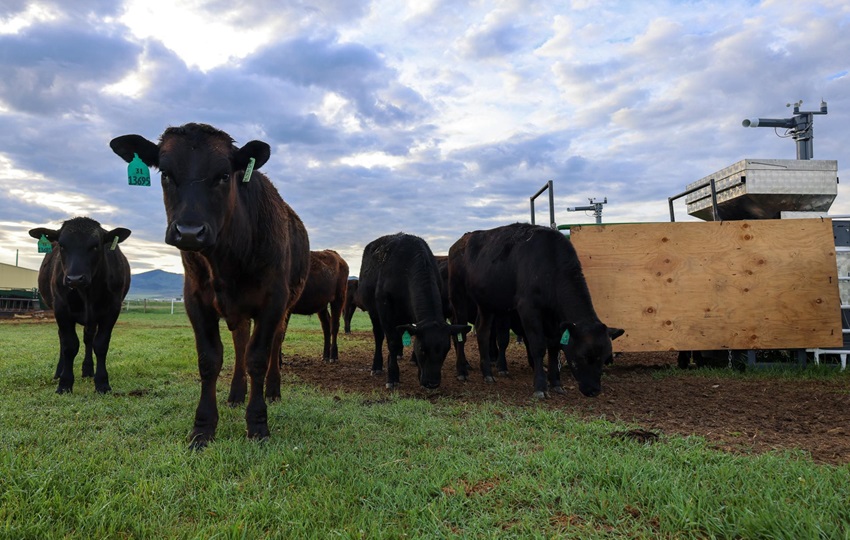 Novillos de vacuno pastan en una granja de Dillon, Montana. Foto: EFE