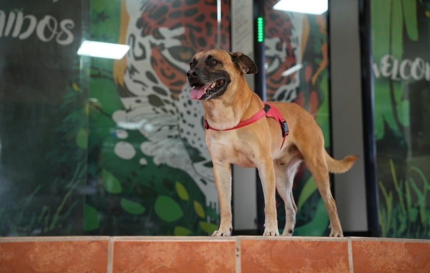 Rocco da la bienvenida a los colaboradores de MiAmbiente. Foto: Cortesía