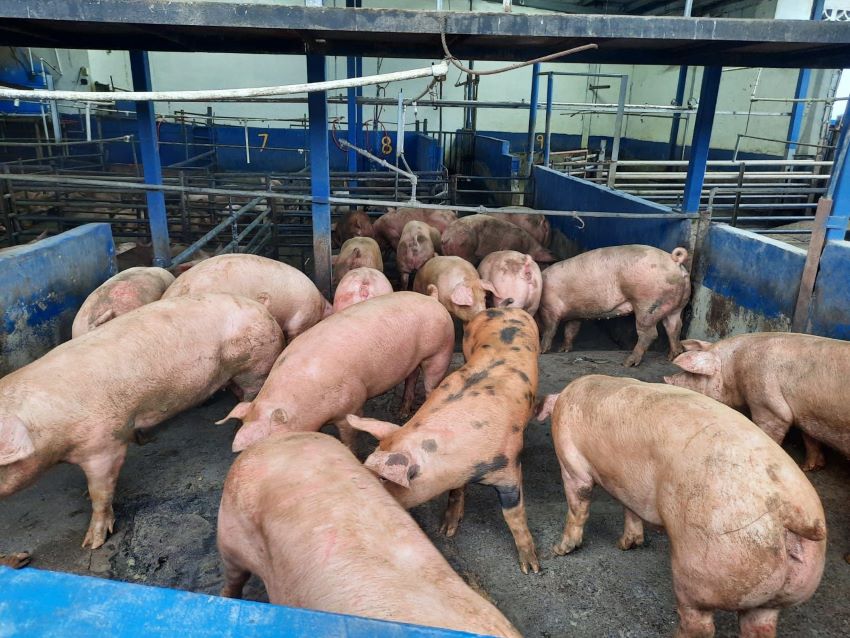 Unas 77 mil toneladas de carne de cerdo proveyeron los porcinocultores panameños este año. Foto: Cortesía