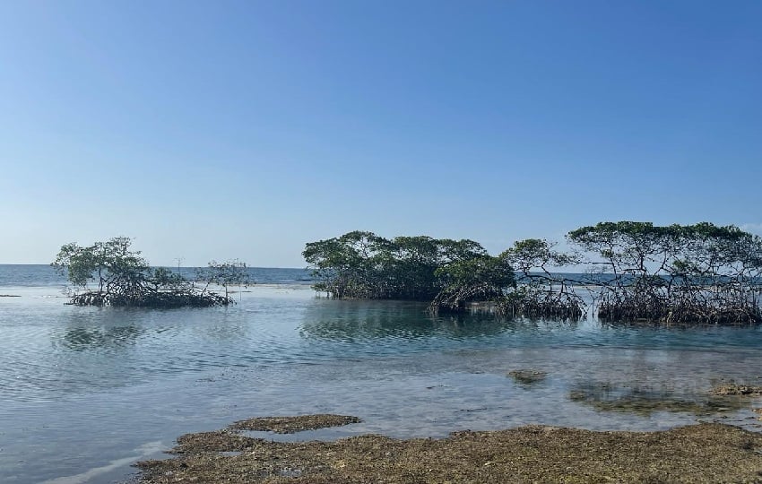 Buscan la protección de ocho áreas claves, incluyendo manglares, playas de anidación de tortugas marinas. Foto. Ilustrativa