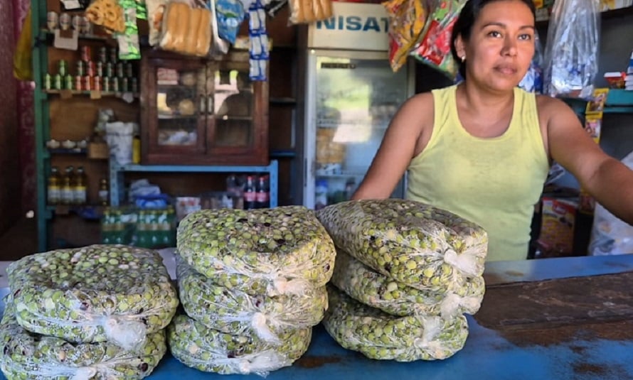  El guandú no sólo tiene un papel fundamental en la gastronomía panameña. Foto: Thays Domínguez.